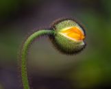 Bursting small poppy flower with yellow petals on tall green stalk growing in nature during blooming season on blurred background