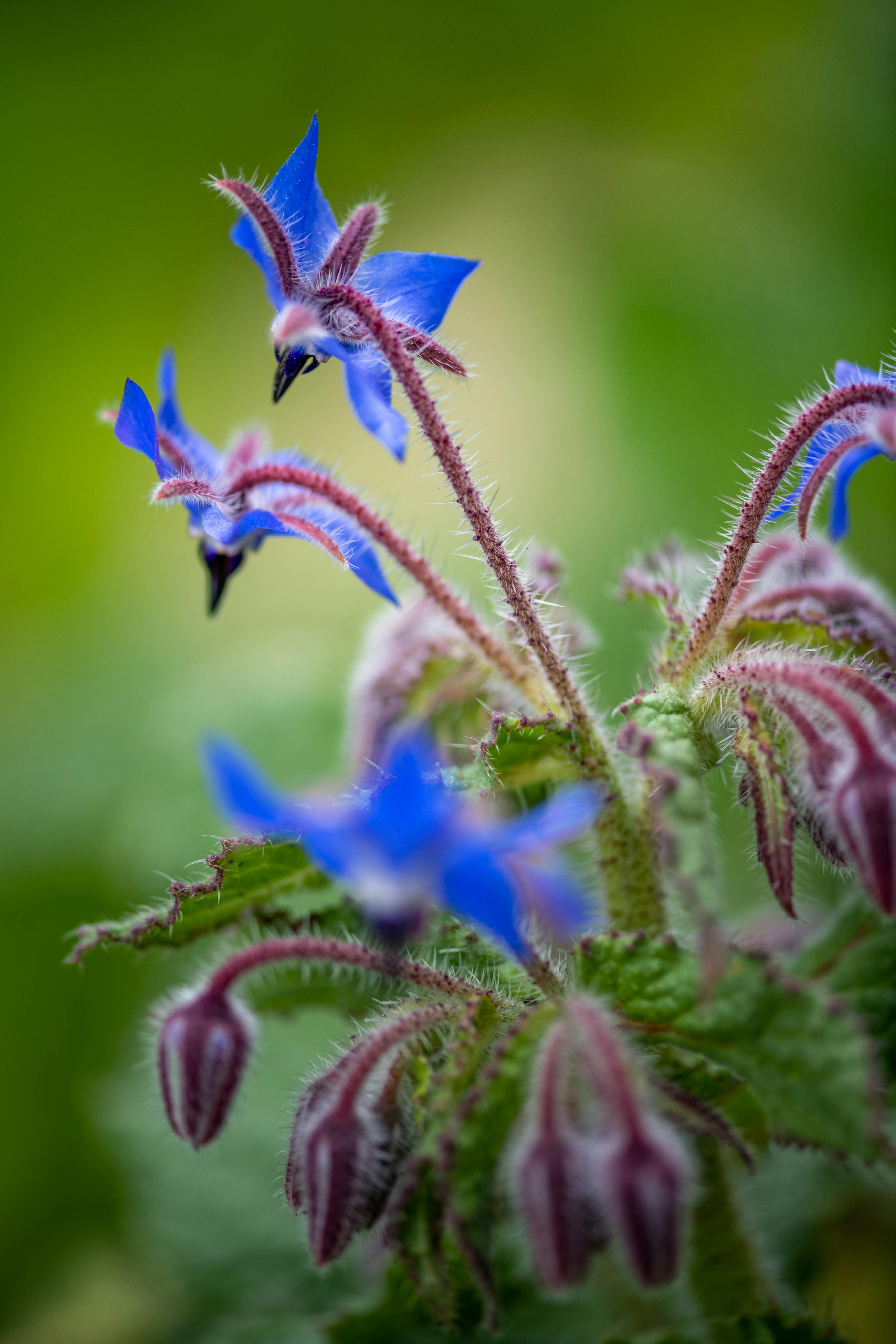 Salade Fraîcheur de Bourrache