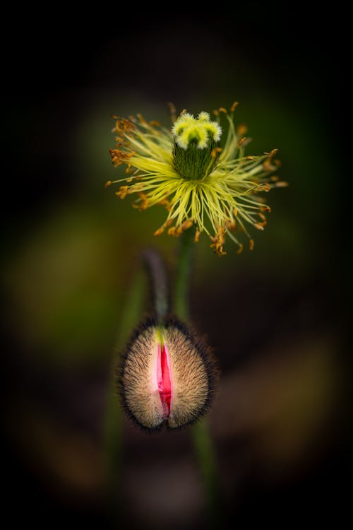 Bright poppy flowers in nature