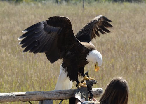 Foto d'estoc gratuïta de àguila, àguila calba, au rapinyaire