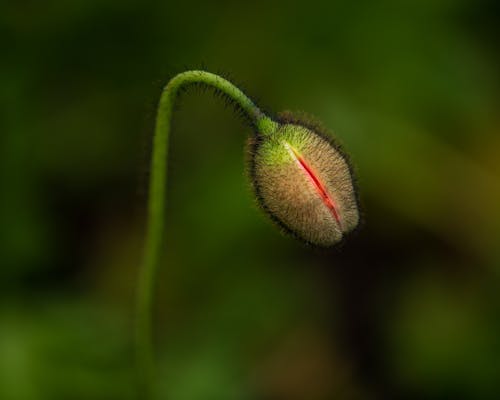 Small unblown poppy flower on tall stalk growing in summer forest with green plants on blurred background during blooming season