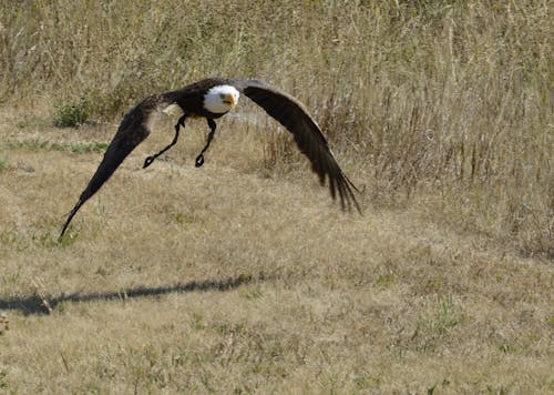 Foto d'estoc gratuïta de àguila, àguila calba, àguila en vol