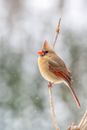 Cute common cardinal sitting on tree branch in winter forest