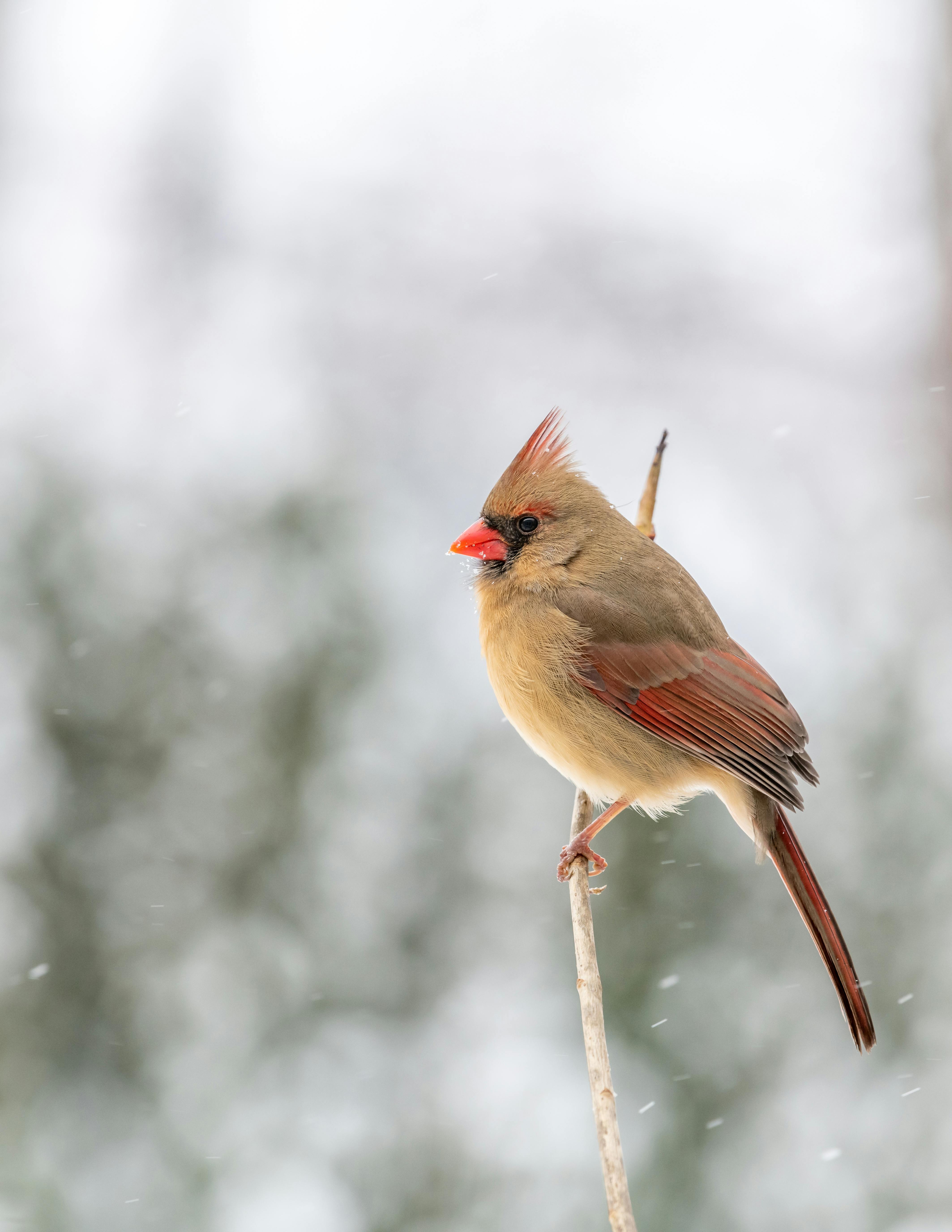 Medieval Cardinal Stock Photo, Picture and Royalty Free Image. Image  86073561.