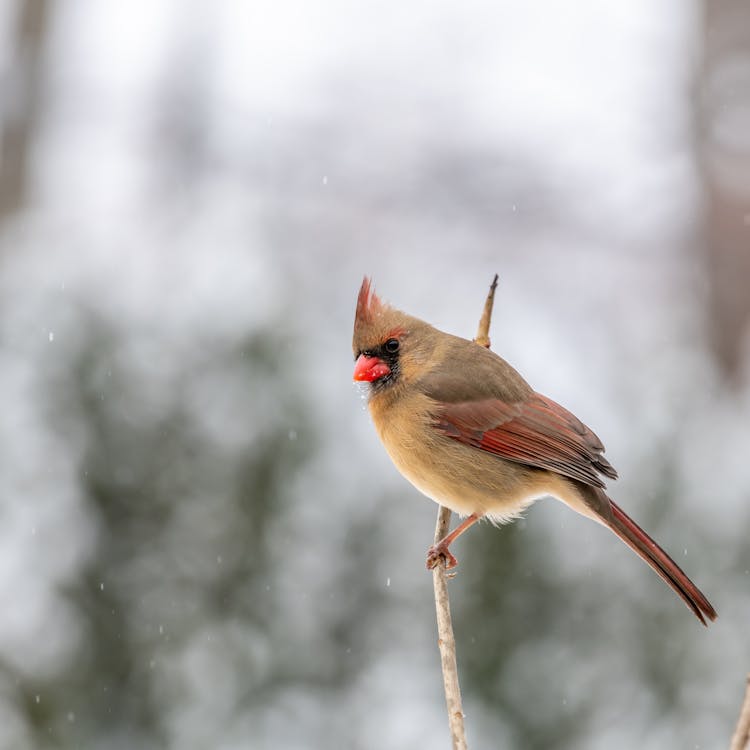 Common Cardinal Bird Sitting On Branch In Winter Forest