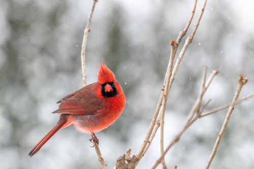 Full body curious red cardinal bird sitting on leafless tree branch and looking at camera with interest on cold winter day