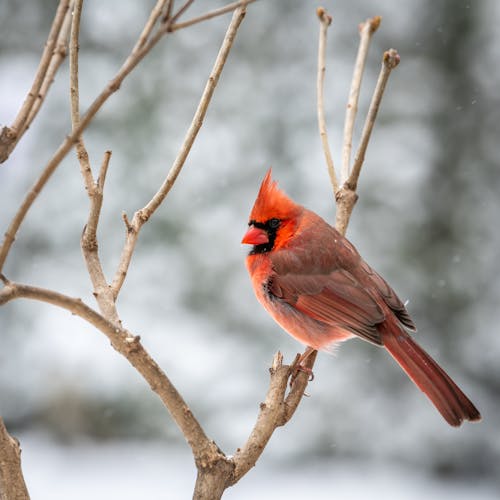 Cute red cardinal bird sitting on leafless tree twig in cold winter woodland in daylight