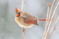 Adorable bird sitting on tree branch in winter forest