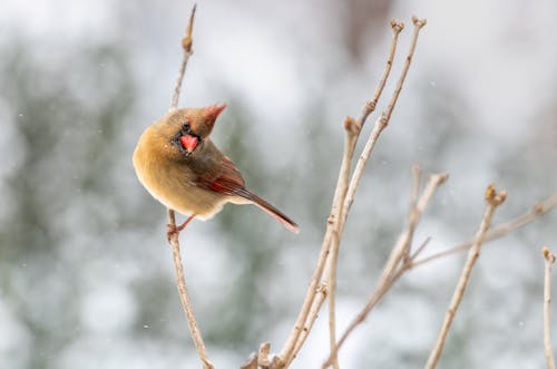 Free Full body wild cute common cardinal sitting on leafless tree branch against blurred winter forest and looking at camera Stock Photo