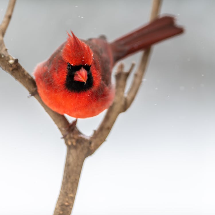 Cute Red Cardinal Bird Sitting On Leafless Tree