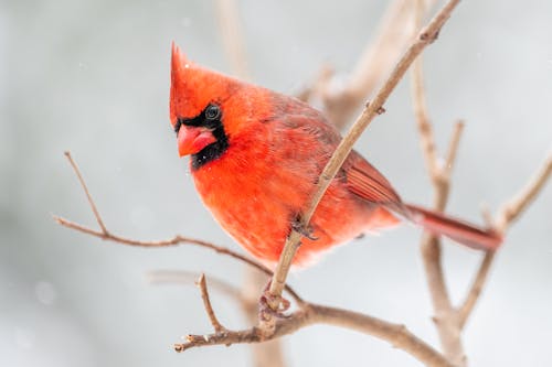 Low angle of small northern cardinal perching on leafless tree branch in natural environment