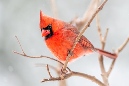 Free Low angle of small northern cardinal perching on leafless tree branch in natural environment Stock Photo