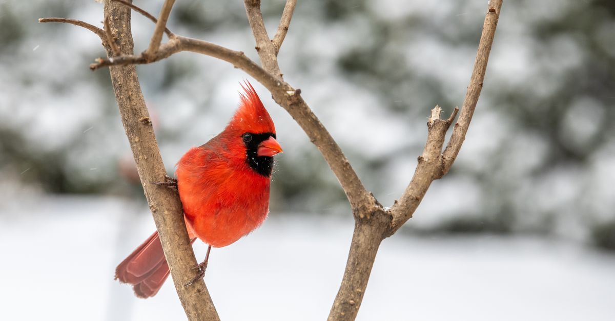 Small bird cardinal with red plumage sitting on bare tree in winter woods