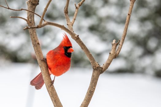 Colorful bird sitting on tree branch in winter