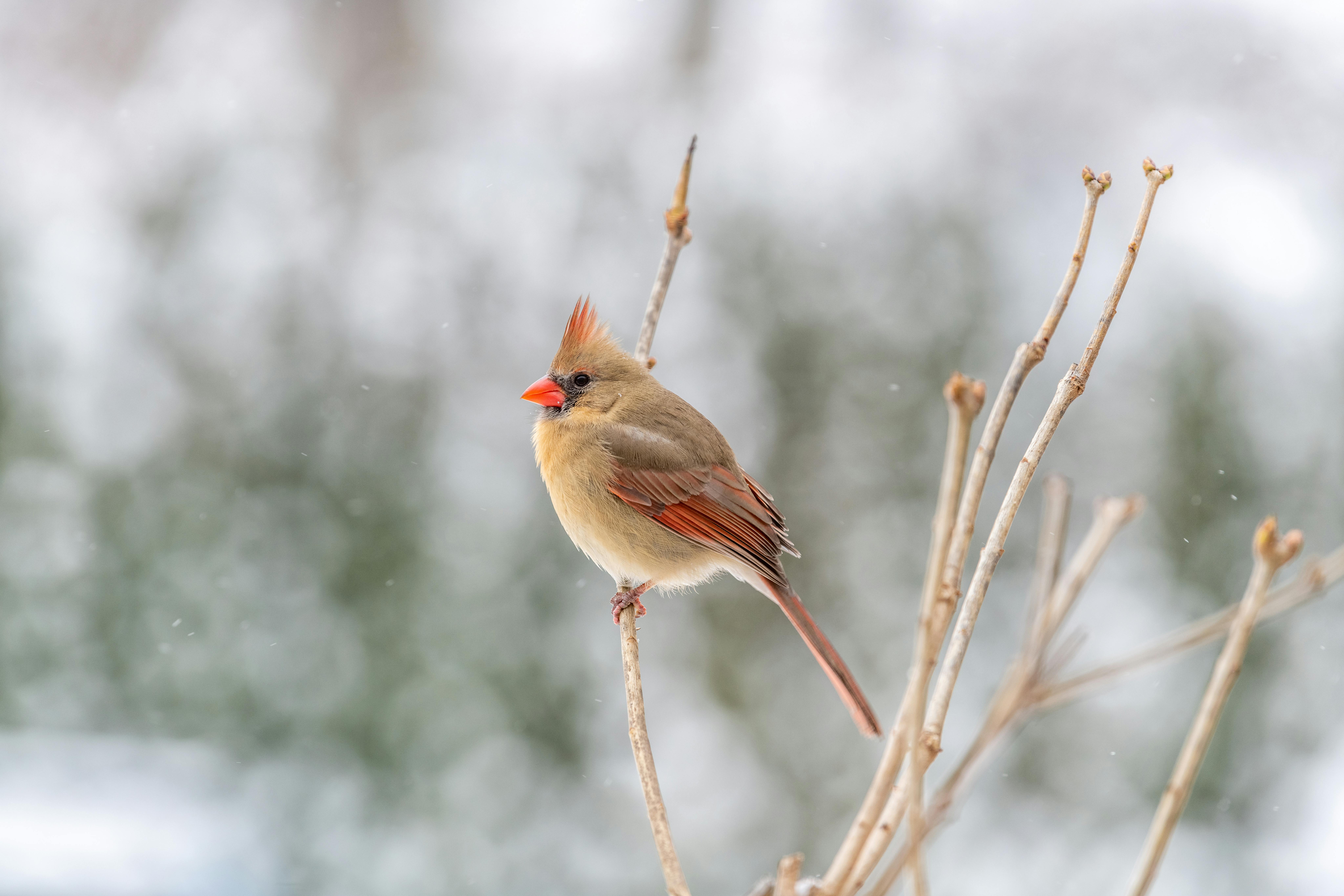 common cardinal bird on tree branch