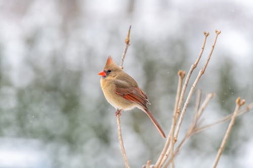 Common cardinal bird on tree branch