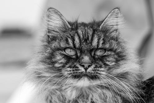 Black and white fluffy cat with stripes on muzzle and long whiskers looking away