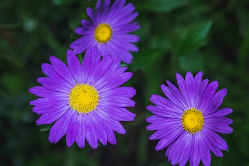 Free Blooming violet asters growing in green foliage Stock Photo
