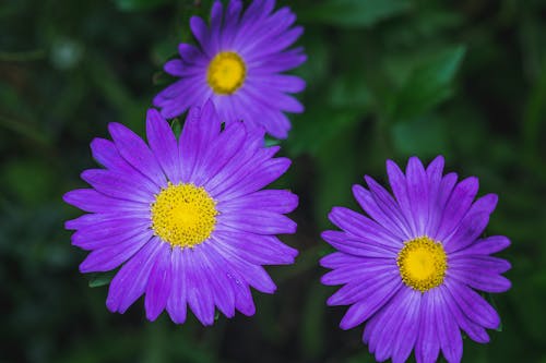 Kostenloses Stock Foto zu aroma, aromatisch, aster