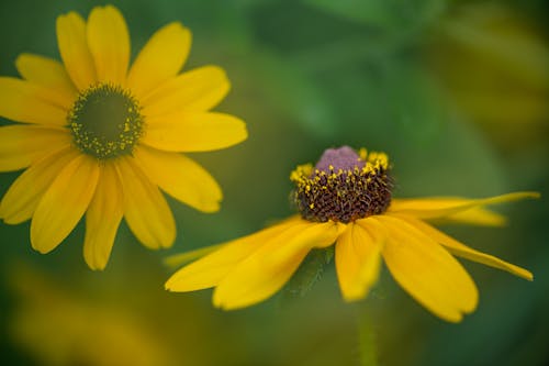 Free Bright vivid blooming coneflower with prominent raised central disc among bright petals in garden Stock Photo