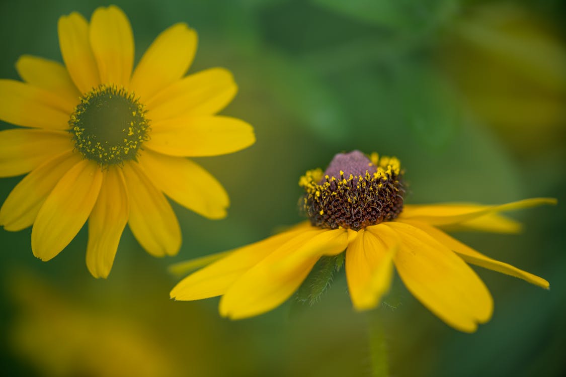 Bright vivid blooming coneflower with prominent raised central disc among bright petals in garden