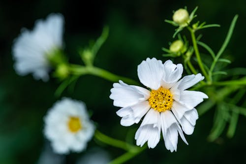 From above of white blooming kosmeya flower with delicate white petals growing in meadow
