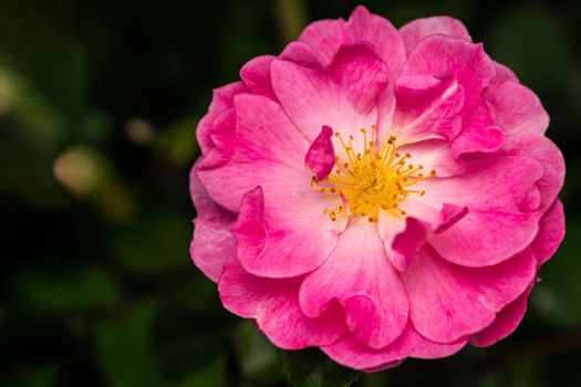 花园里盛开着高角度的波本玫瑰，花瓣呈温柔的粉红色波浪状