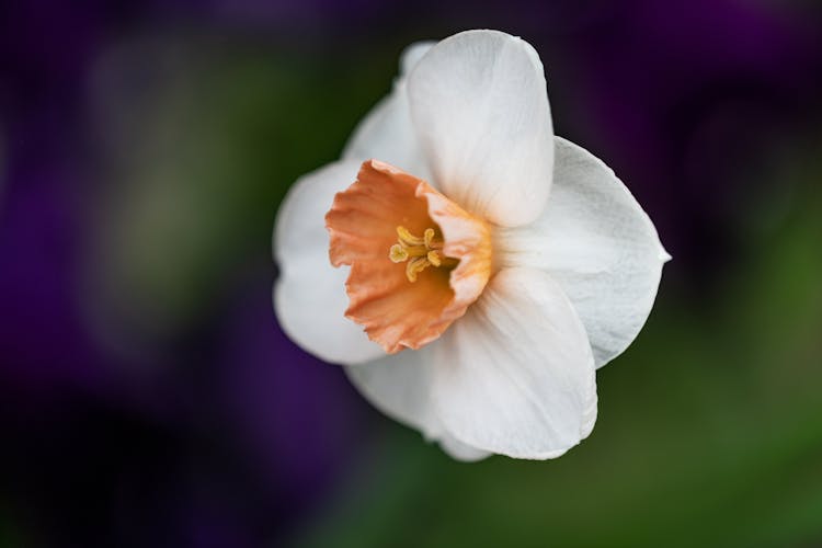 Blooming Narcissus With Thin Petals In Garden