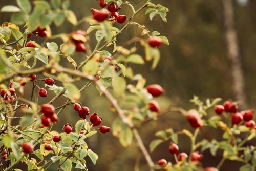 Free Vibrant red rosehip berries with green leaves, capturing the essence of summer flora. Stock Photo