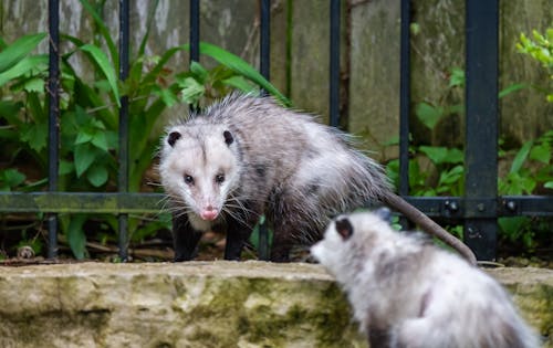 Hairy omnivore opossums with long tail and pointed faces in enclosure in zoo