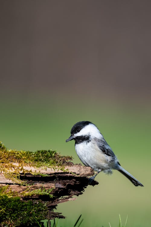 Side view of Poecile montanus bird with black plumage and head perching on wooden log covered with moss