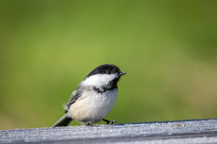 Small Tit Sitting On Wooden Board