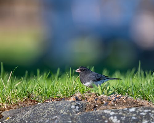 Free Gray feathered bird on grassy ground Stock Photo