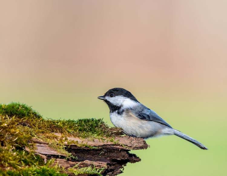 Small Willow Tit Sitting On Wooden Log In Nature