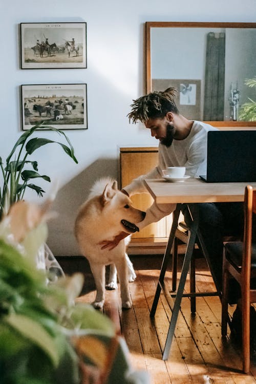 Young bearded African American male freelancer in casual clothes caressing Akita Inu dog while working remotely on laptop at home