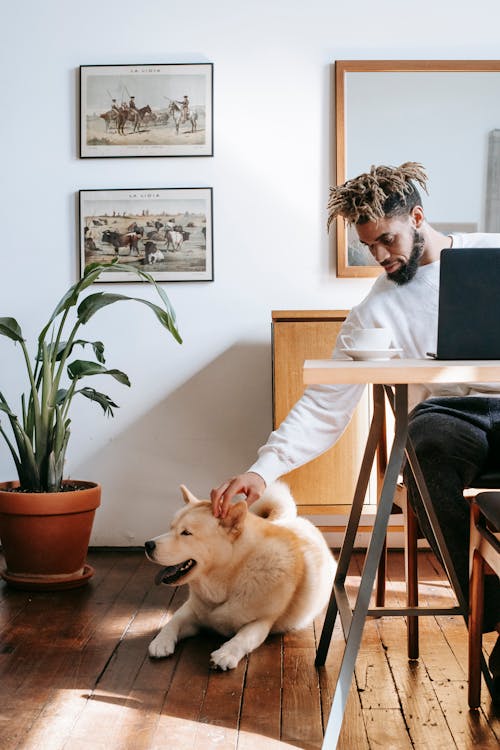Stylish young black guy petting adorable Akita Inu dog while sitting ta table in cozy apartment and working remotely on laptop