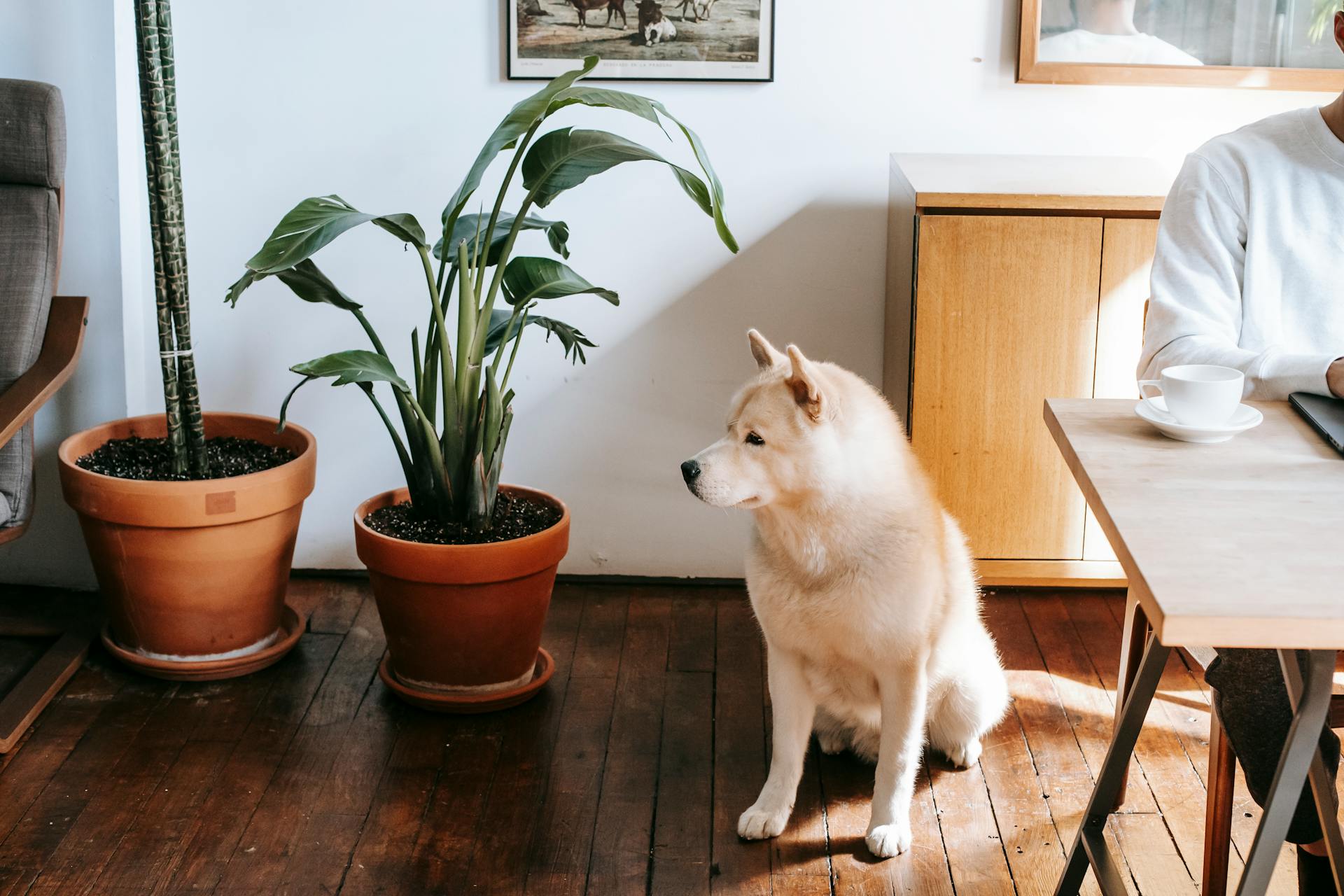 Crop person sitting at table with coffee cup near purebred dog