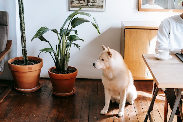 Crop Person Sitting At Table With Coffee Cup Near Purebred Dog