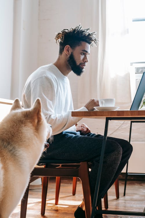 Fotobanka s bezplatnými fotkami na tému Afroameričan, afroúčes, akita inu