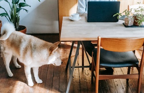 High angle of curious cute Akita Inu dog standing on parquet floor near crop anonymous owner working distantly on laptop sitting at table with cup of coffee and potted plants