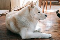 晴天，一只乖巧蓬松可爱的秋田犬侧身坐在家中的镶木地板上