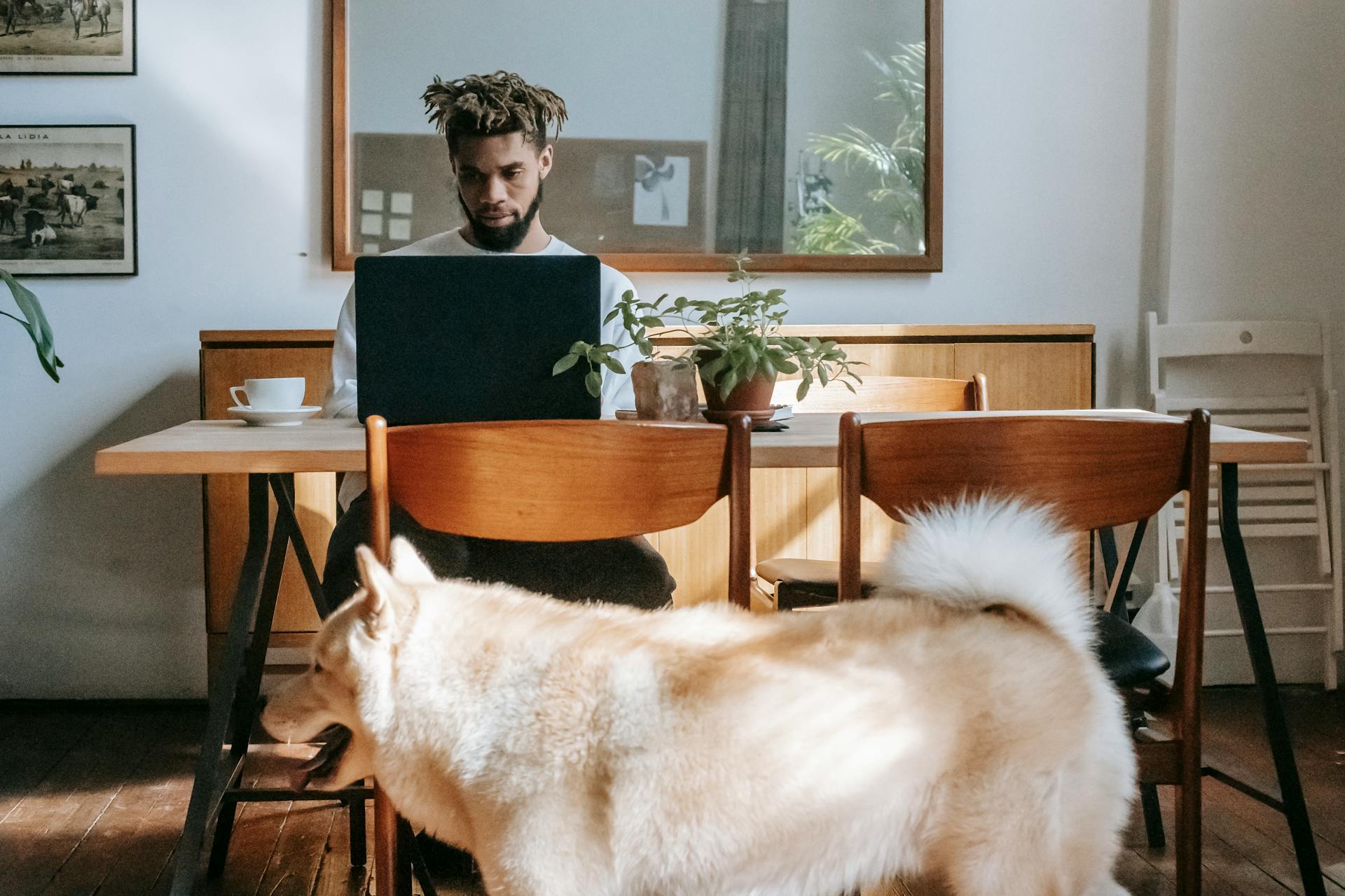 Focused young African American male freelancer typing on laptop sitting at table near obedient Akita Inu dog at home