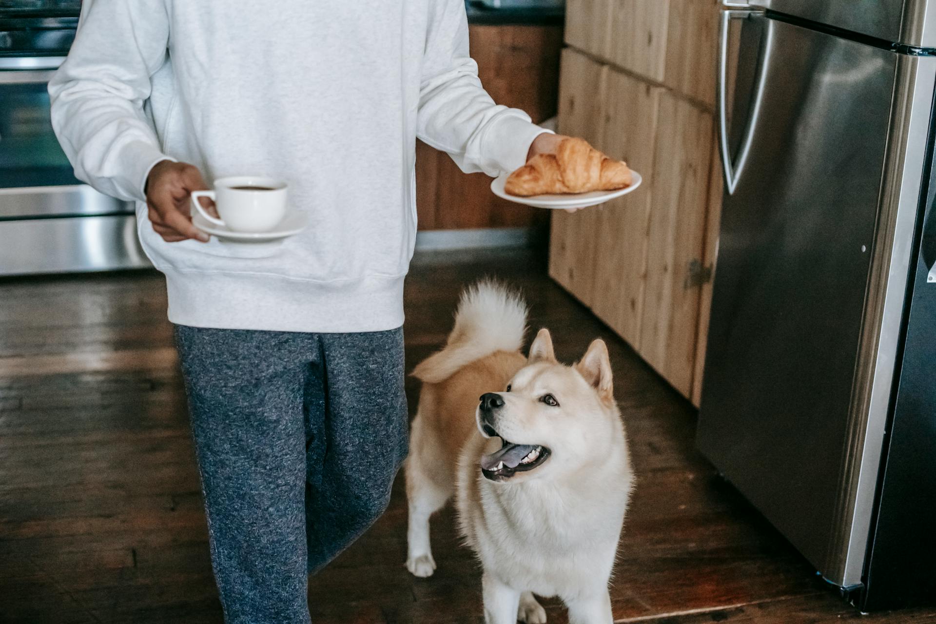 Crop faceless young male owner in casual clothes walking in kitchen near curious Akita Inu dog with coffee cup and plate with croissant in hands