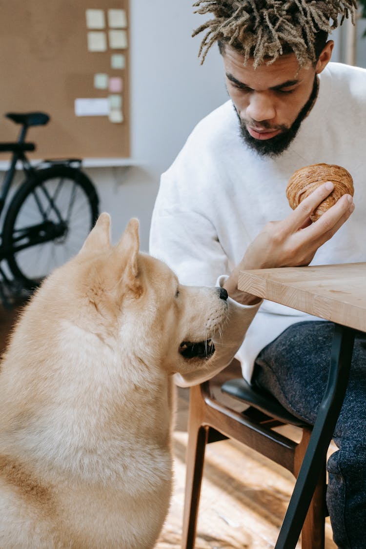 Hungry Dog Sitting Near Ethnic Male Owner Eating Croissant In Kitchen