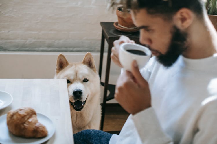 Young Black Man Drinking Coffee Near Curious Akita Inu Dog At Home