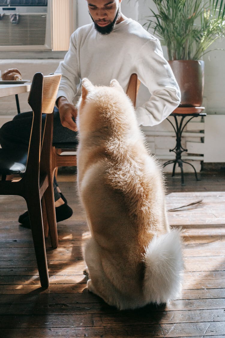 Ethnic Male Owner Feeding Dog During Breakfast At Home