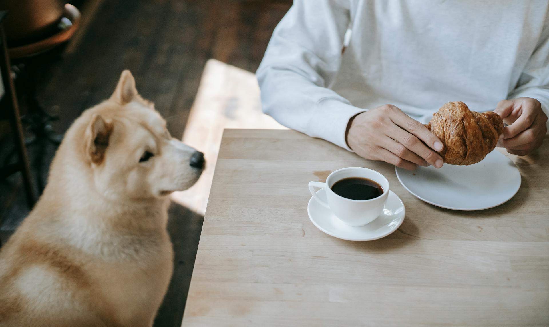 Akita Inu Sitting Below Table