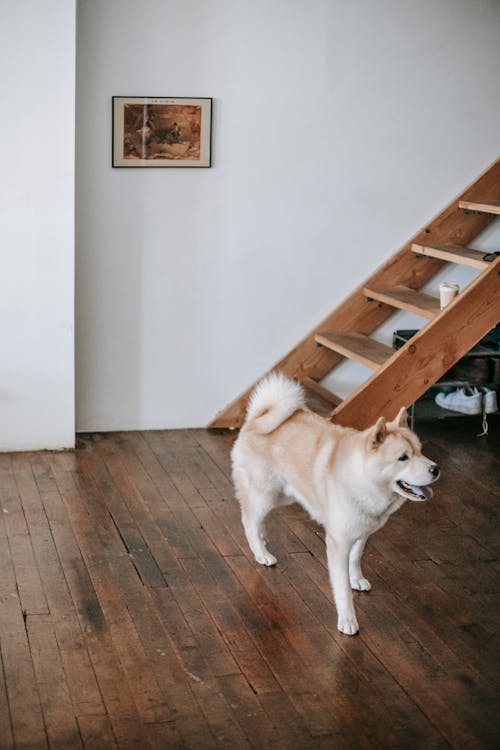 Free Side view of adorable fluffy Akita Inu dog walking on wooden floor near stairs in stylish apartment Stock Photo