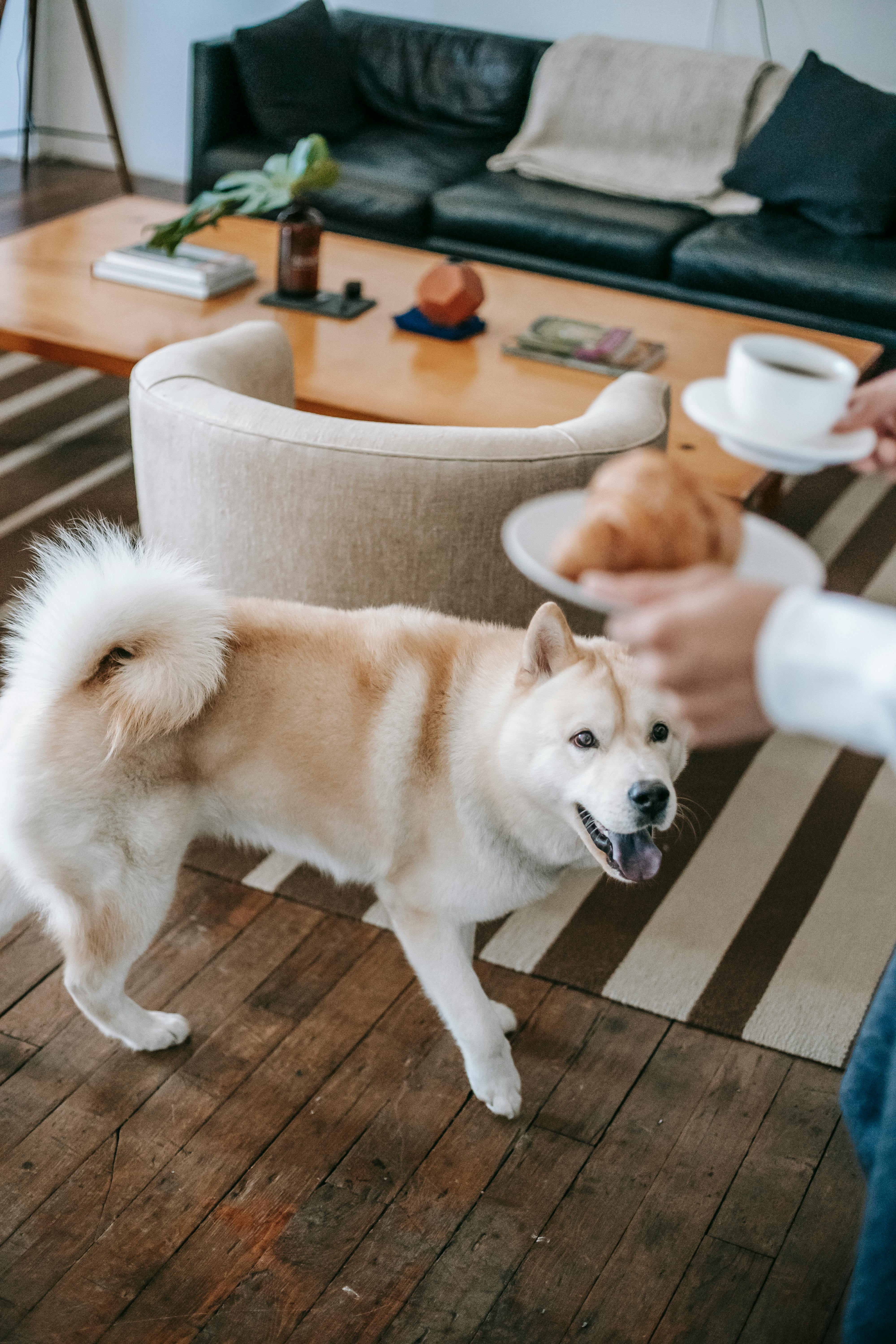 cute dog standing near owner with croissant and coffee cup in hands