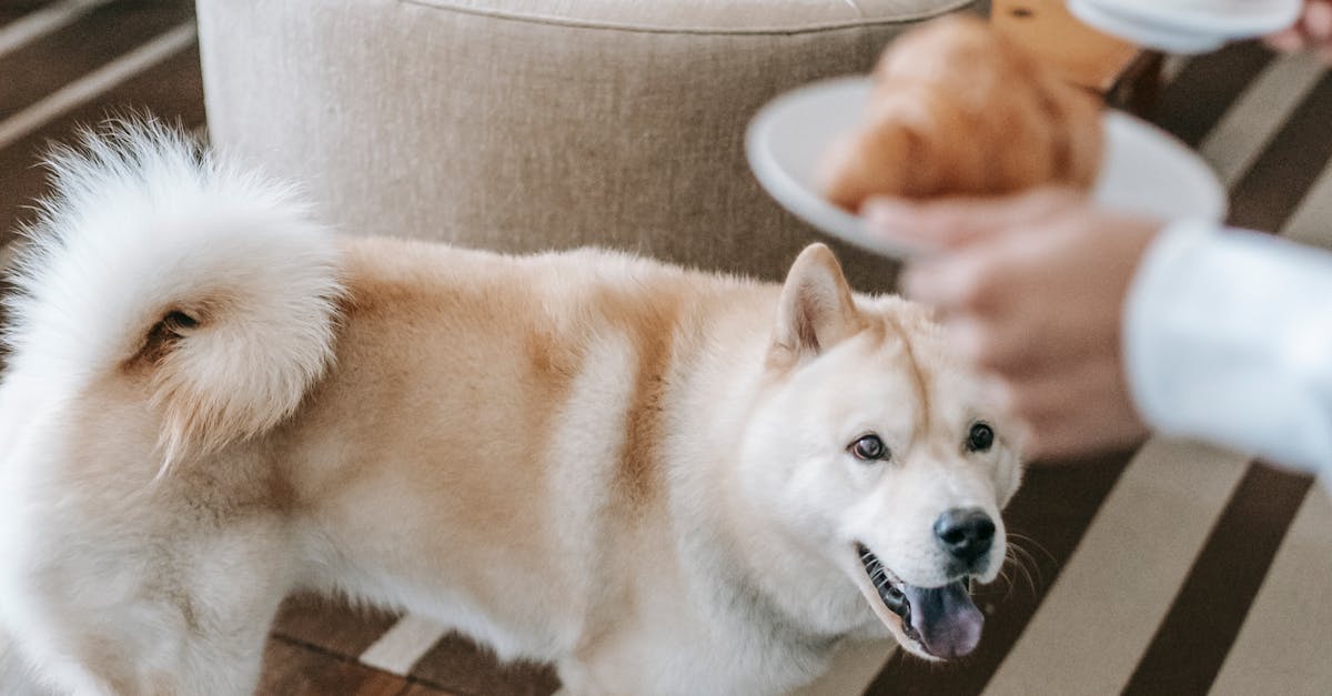 Cute dog standing near owner with croissant and coffee cup in hands